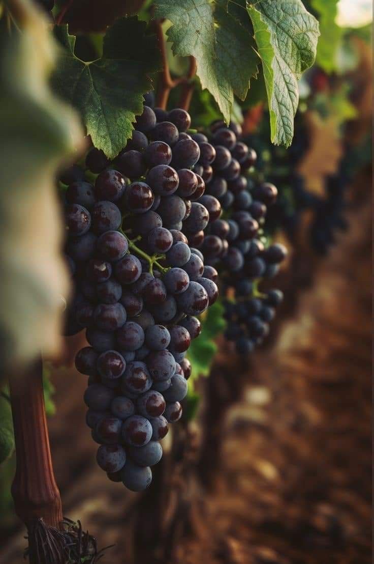 Kırklareli Üzüm Bağları